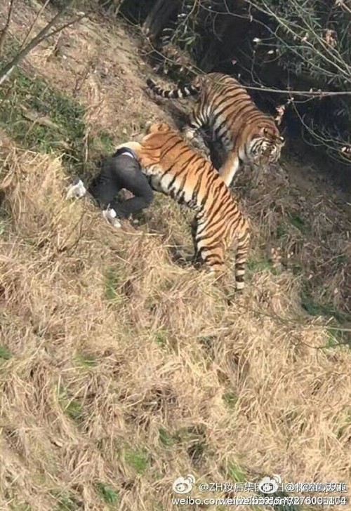 动物园老虎咬死人千万别道德绑架
