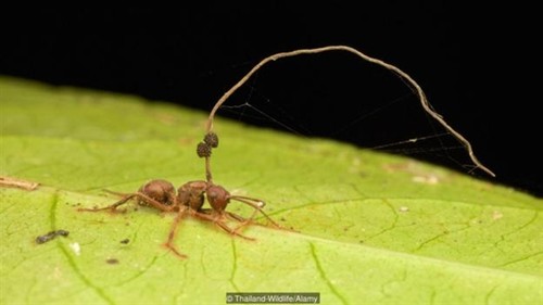 太可怕现实世界中居然发现真实僵尸