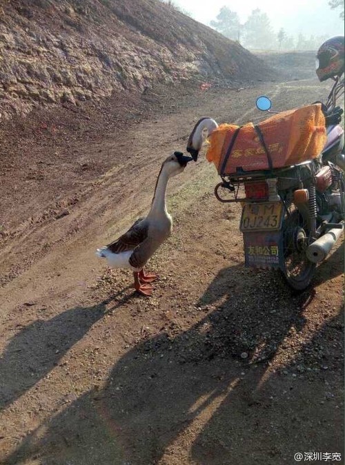 这两只大鹅刷爆朋友圈:真相竟如此狗血