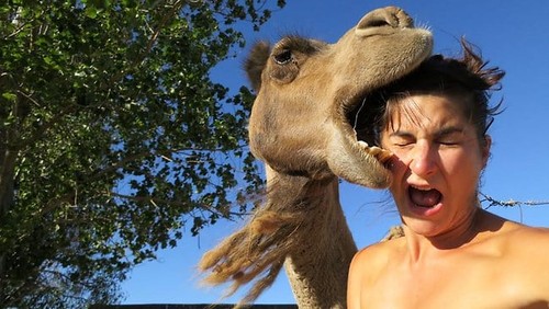 camel_selfie